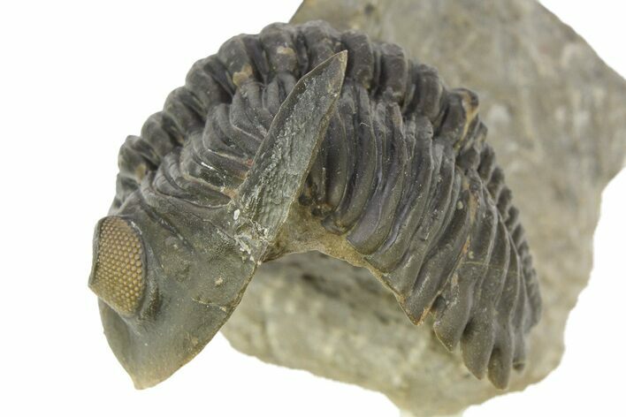 Curled Hollardops Trilobite - Orange Eye Preservation #309214